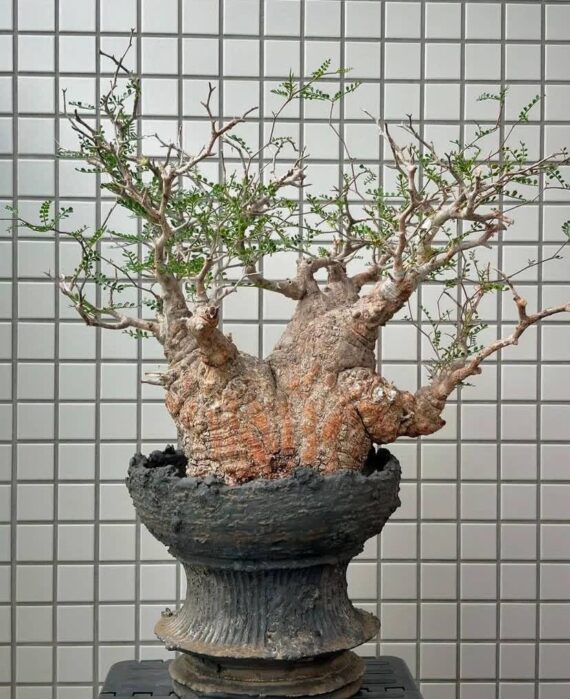 operculicarya pachypus