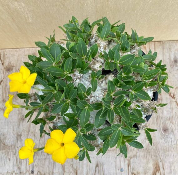 pachypodium brevicaule