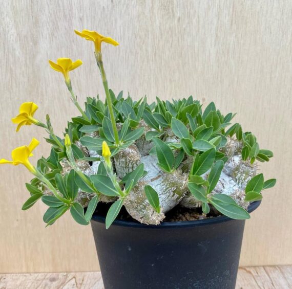 pachypodium brevicaule