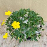 pachypodium brevicaule