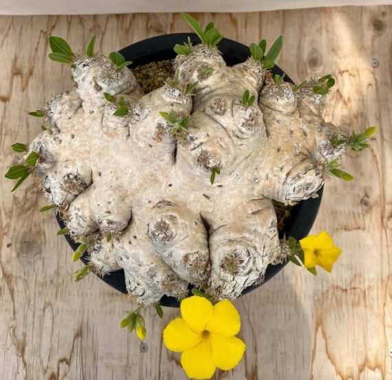 pachypodium brevicaule