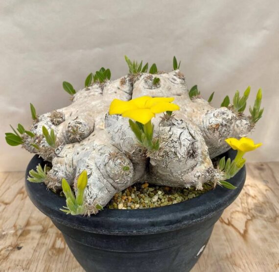 pachypodium brevicaule