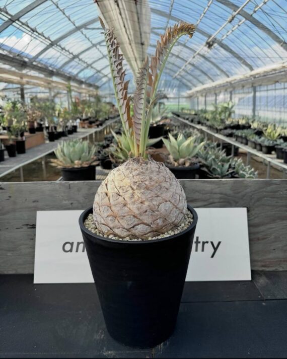 encephalartos horridus
