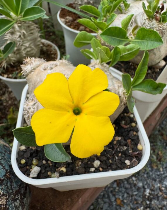 pachypodium brevicaule