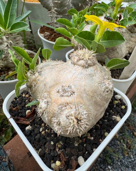 pachypodium brevicaule