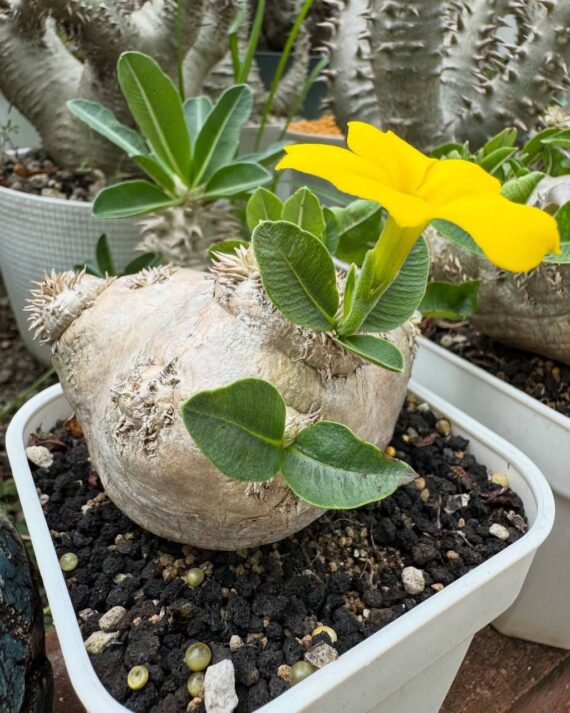 pachypodium brevicaule