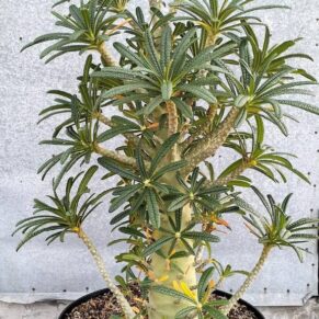 Dorstenia gigas