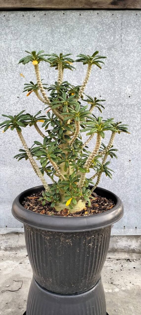 Dorstenia gigas