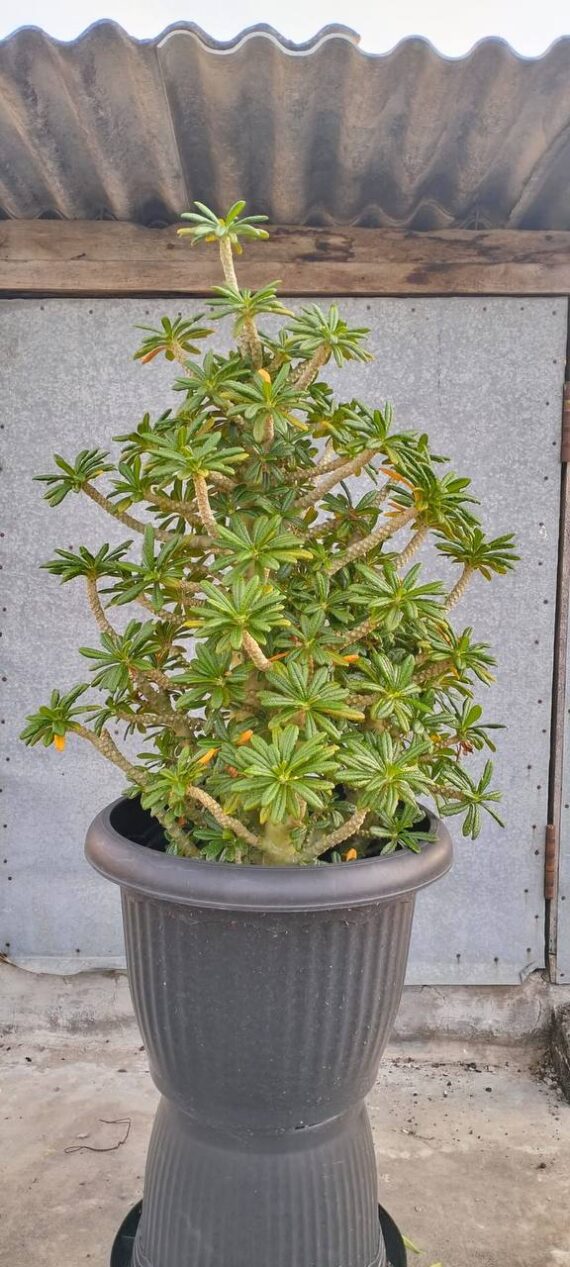 Dorstenia gigas