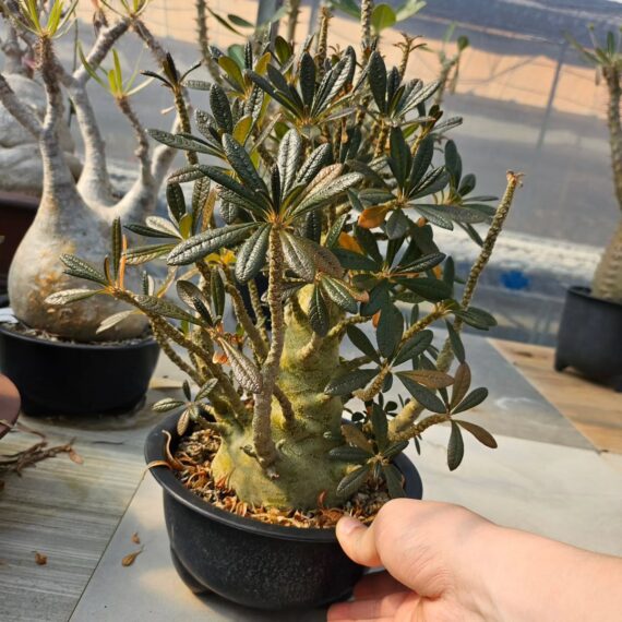 Dorstenia gigas