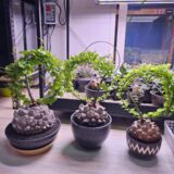 Dioscorea Elephantipes - Image 2