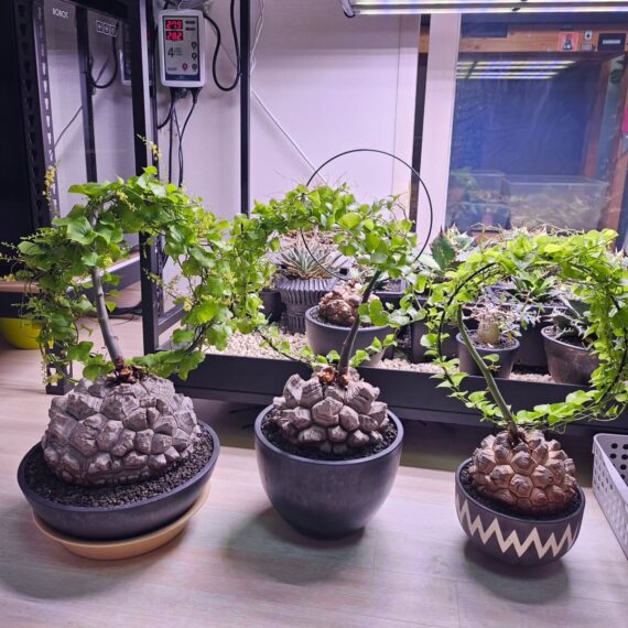 Dioscorea Elephantipes - Image 2