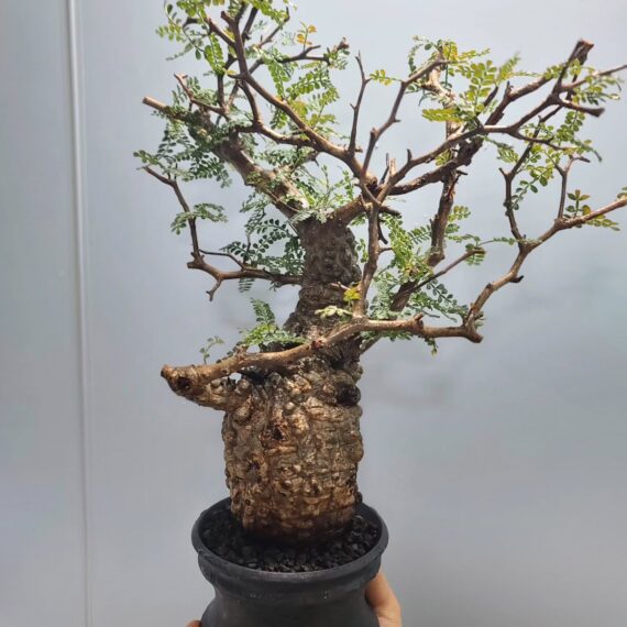 operculicarya pachypus