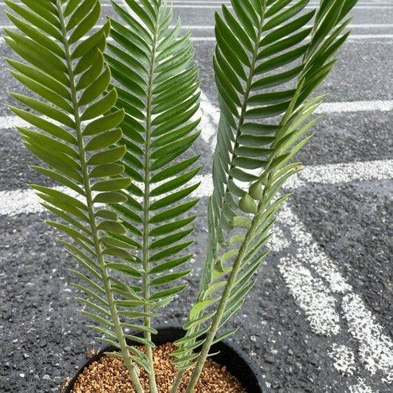 Encephalartos heenanii - Image 2