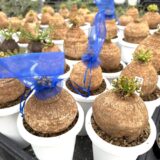 where to buy caudex plants near me ,plants in a nursery