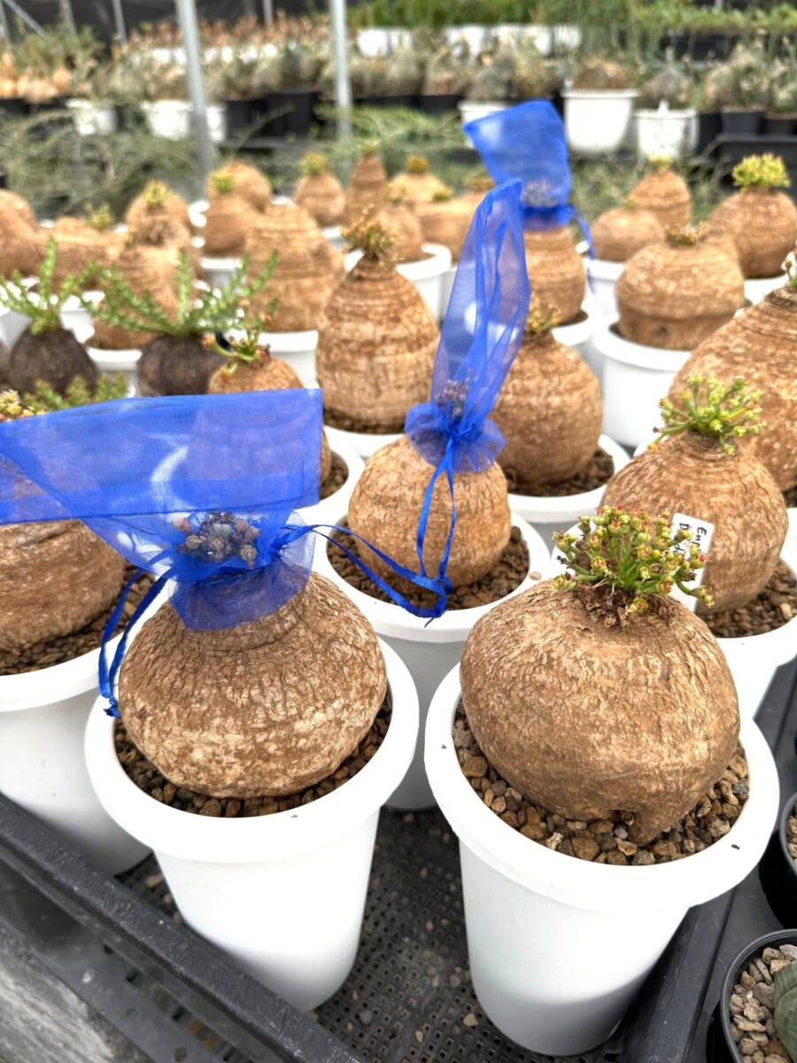 Best euphorbia decidua for sale #1euphorbiaplants