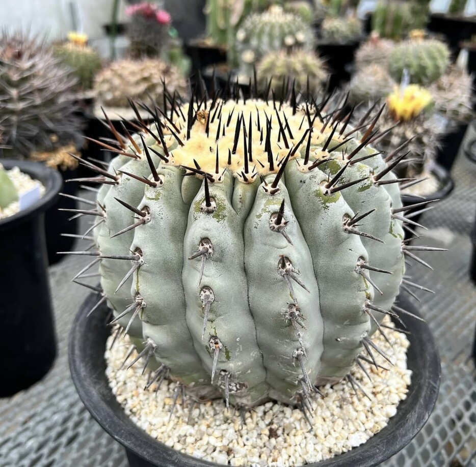 copiapoa cinerea