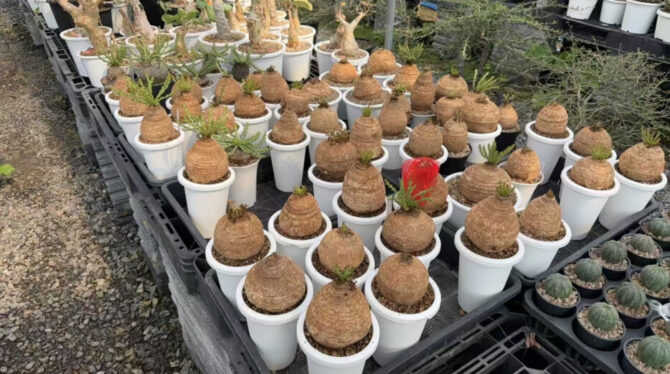 how to grow caudex plants in bottles without soil