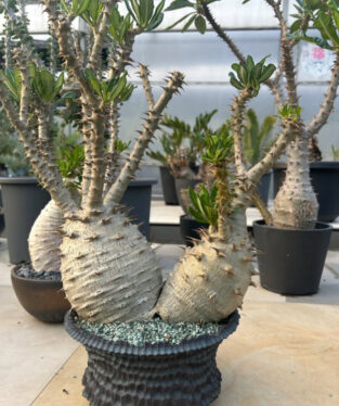 how to grow caudex plants in bottles without soil