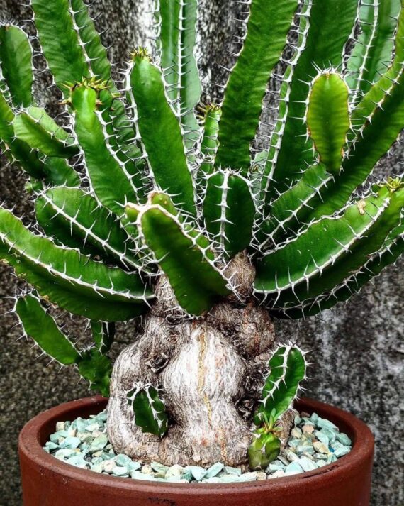 euphorbia mlanjeana