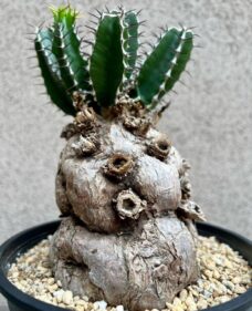 euphorbia mlanjeana