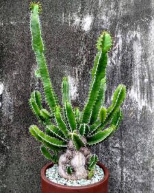 euphorbia mlanjeana