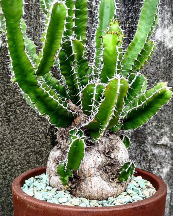 euphorbia guillauminiana
