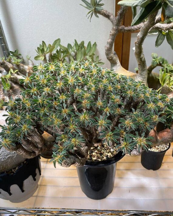 euphorbia guillauminiana