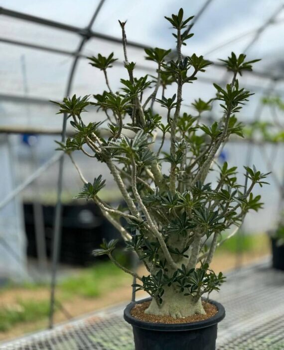 Dorstenia gigas