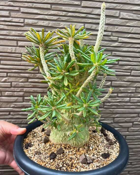 Dorstenia gigas