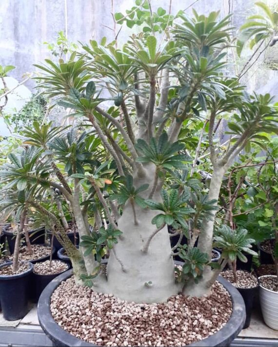 Dorstenia gigas