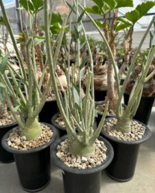 adenia pechuelii