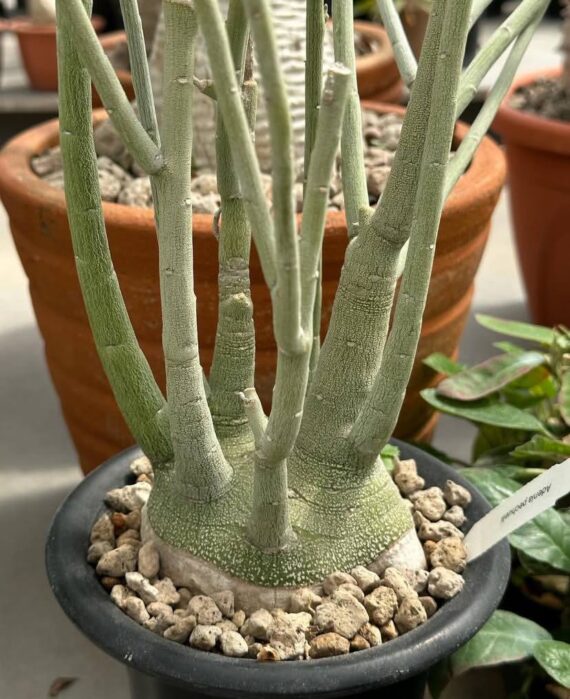 adenia pechuelii