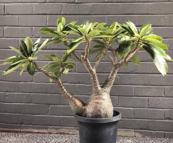 pachypodium baronii