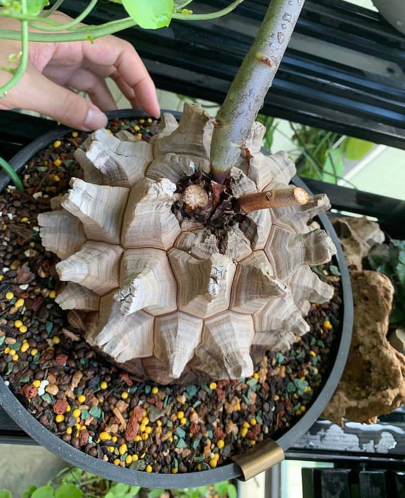 Dioscorea elephantipes