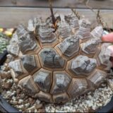Dioscorea elephantipes