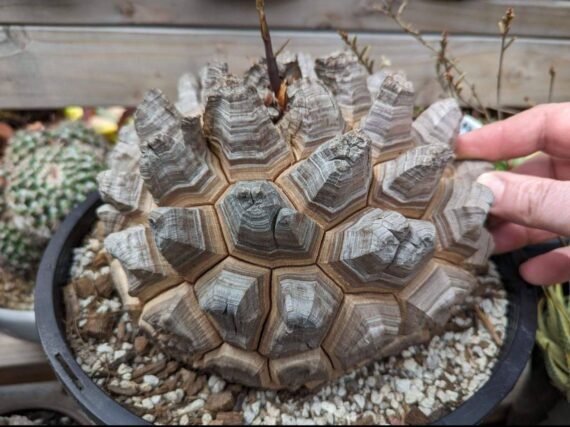 Dioscorea elephantipes