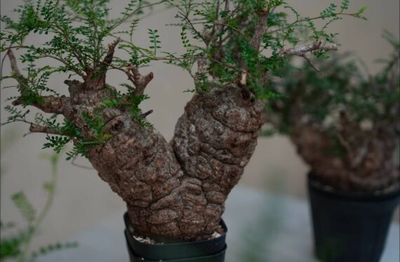 caudex care