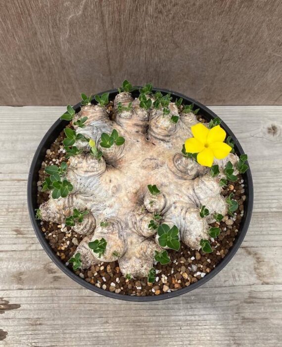 pachypodium brevicaule