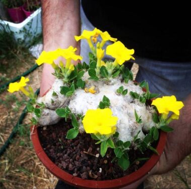 How to grow caudex plants