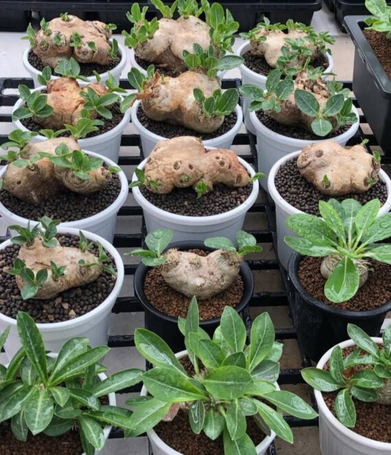 pachypodium brevicaule