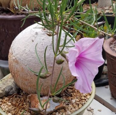 what are caudex plants