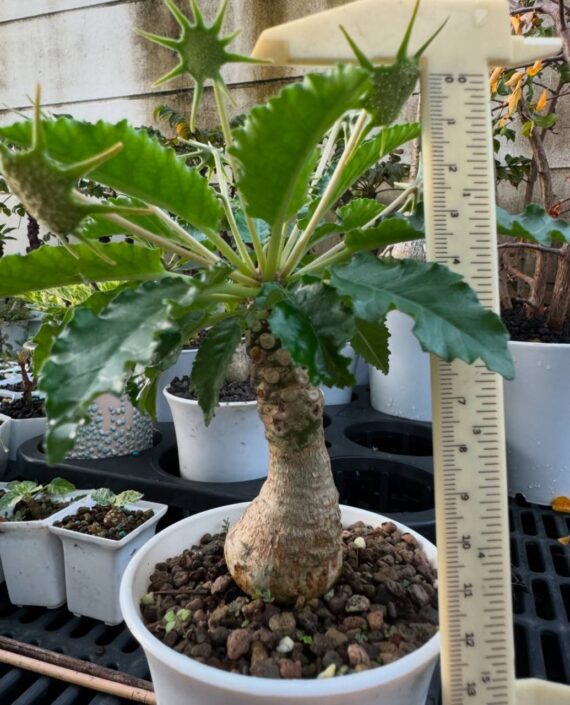 Dorstenia horwoodii