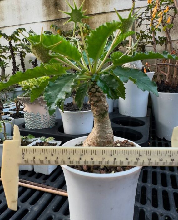 what are caudex plants