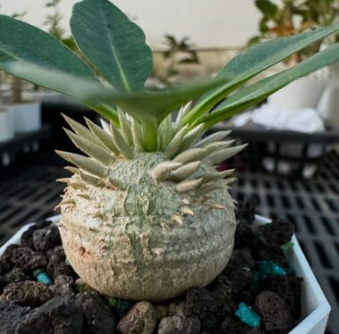 what are caudex plants