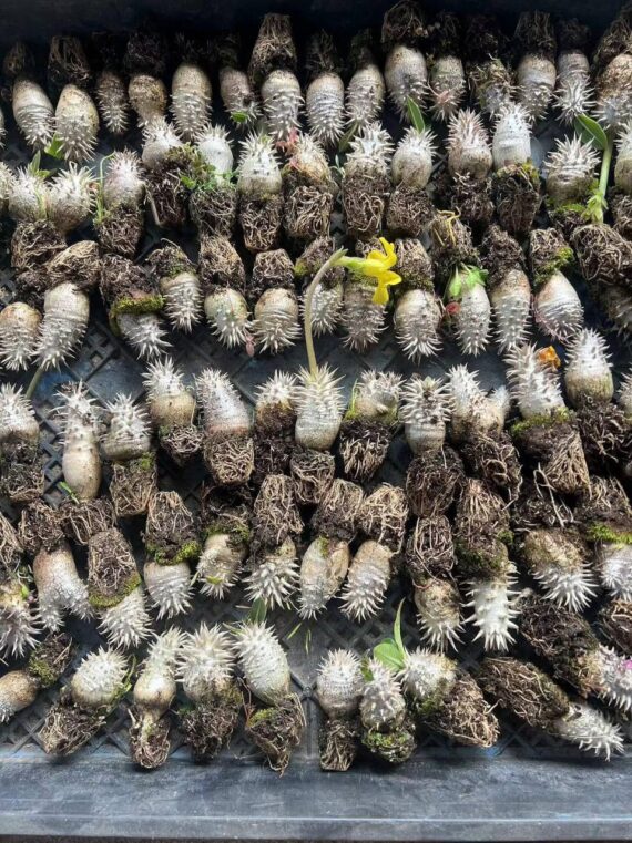 pachypodium brevicaule seedlings