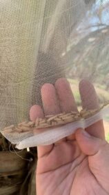 Adenium Sp Nova Seeds