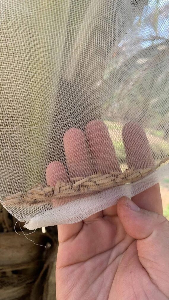 holding plants seeds