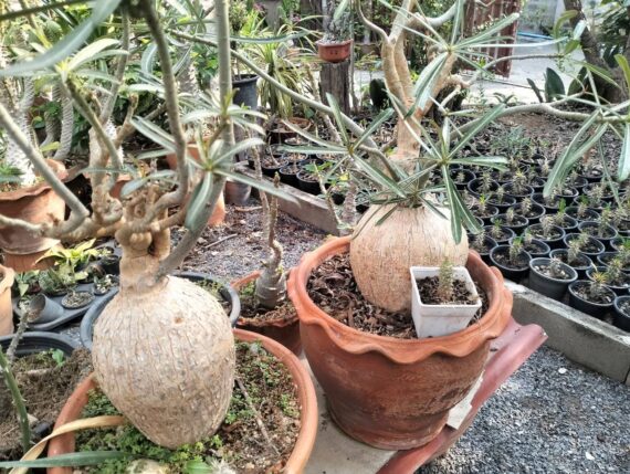 Adenium Sp Nova Seeds ,100% Germination rate