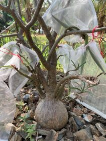 Adenium Sp Nova Seeds ,100% Germination rate